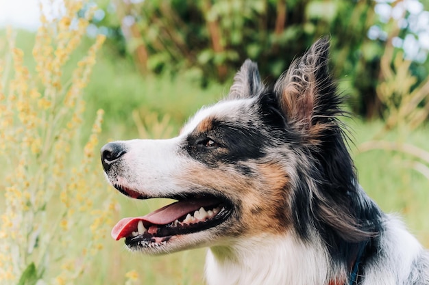 Un chien de la race berger australien aux yeux bruns sur un gros plan à pied