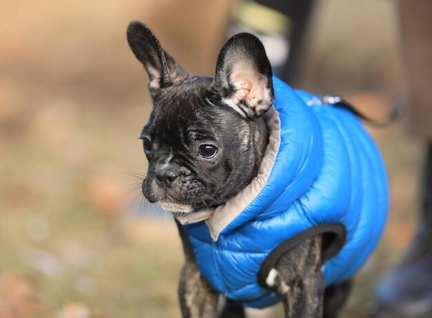 chien de race bouledogue français pour une promenade