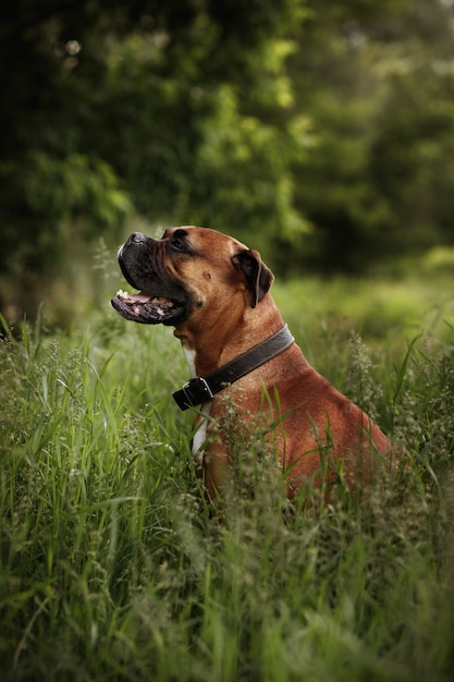 Chien de race boxeur allemand dans le jardin