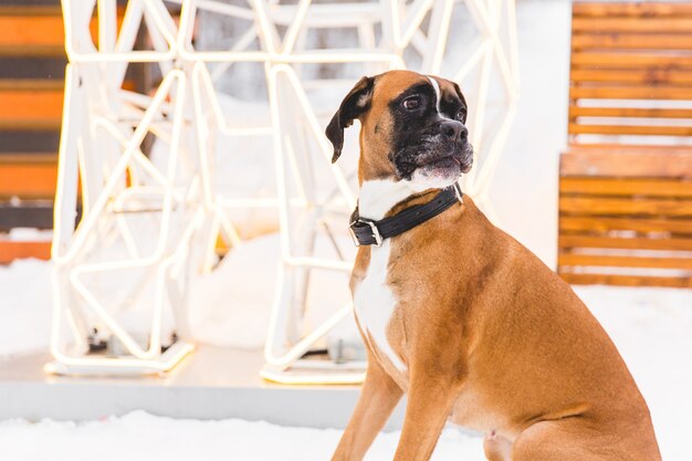 Chien de race brune assis dans la neige. Boxeur. Beau chien de chasse