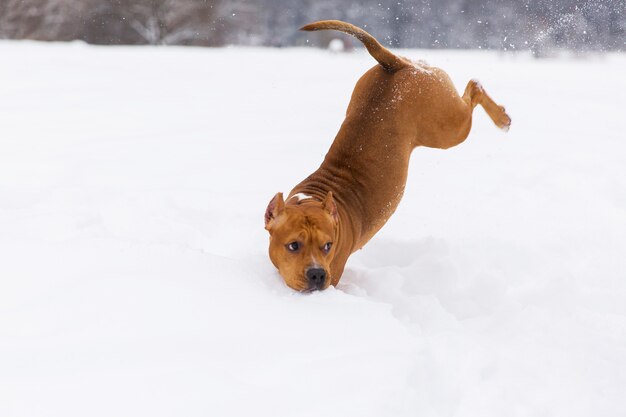 Chien de race brune sautant dans la neige dans une forêt. Staffordshire Terrier