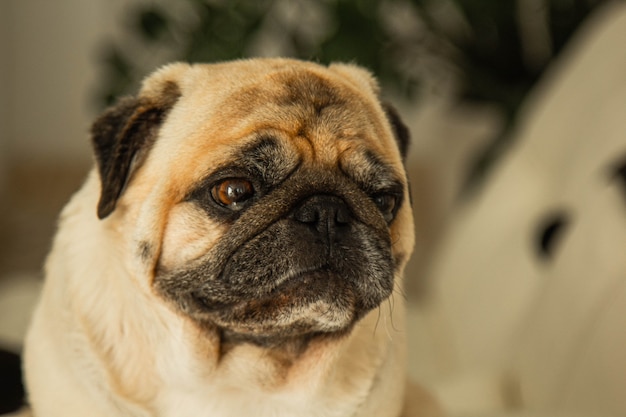 Chien de race carlin mignon fait un portrait drôle de visage