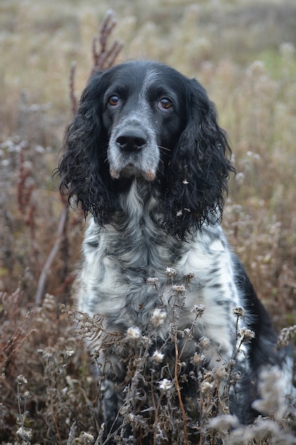 Photo chien de la race de chasse russe close up