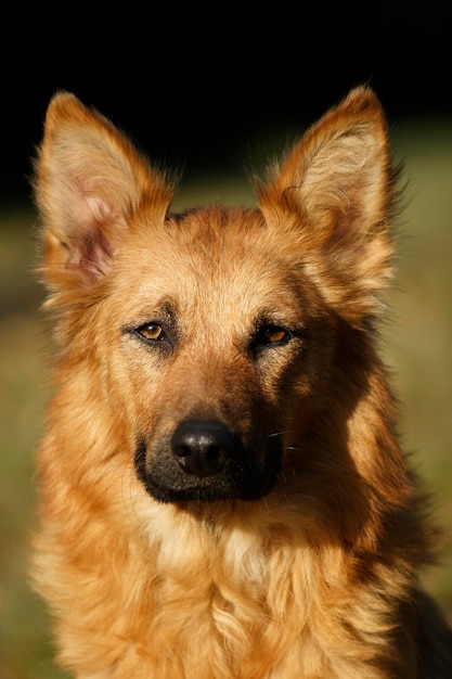 Chien de race de chien Harzer Fuchs