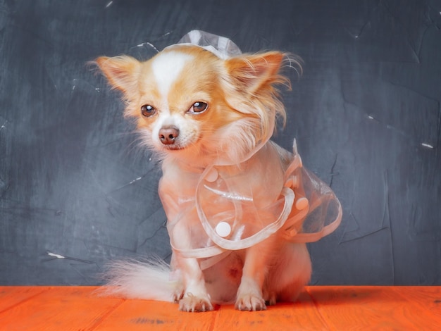 Un chien de la race Chihuahua est blanc et rouge dans un pelage transparent Chien mignon sur fond noir avec orange