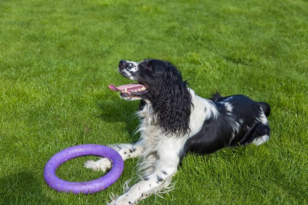 Le chien de race Cocker Spaniel se trouve sur une herbe verte, Cocker Spaniel noir blanc