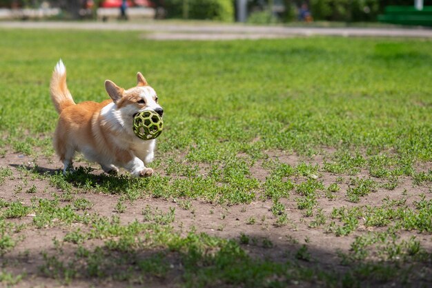 Chien de race corgi s'enfuit en promenade