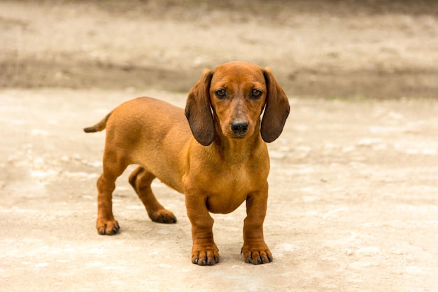 Photo chien de race dachshund de couleur brune