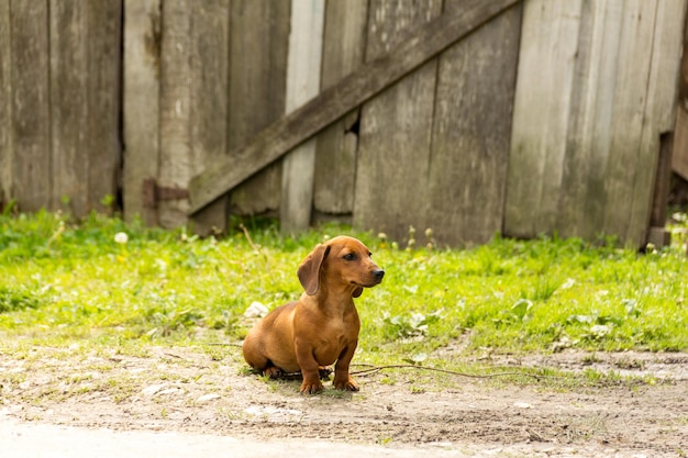 Photo chien de race dachshund de couleur brune