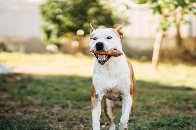 Chien de race dangereuse qui court avec un morceau de bois dans la bouche dans le parc