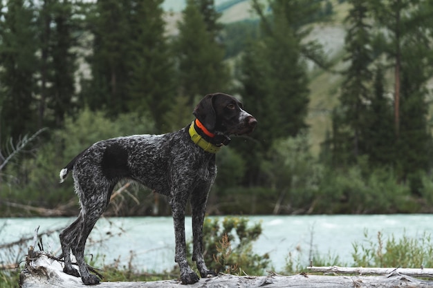 Chien de race drathaar dans la forêt d'automne