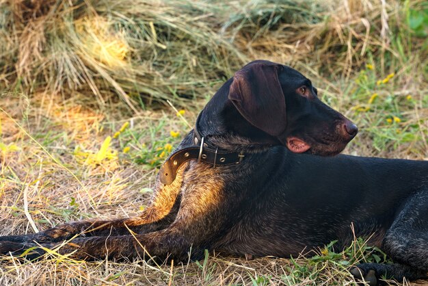 Un chien de la race Drathhaar se trouve et se repose sur l'herbe tondue, à l'arrière-plan une botte de foin