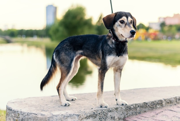 Le chien de race élève le Husky et l'épagneul anglais