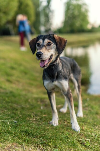 Le chien de race élève le Husky et l'épagneul anglais