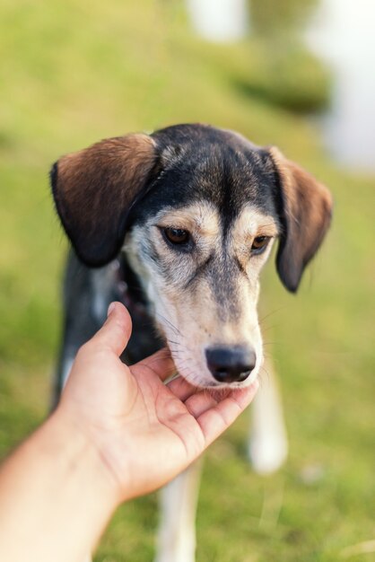 Le chien de race élève le Husky et l'épagneul anglais