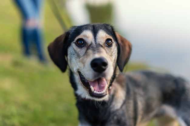 Le chien de race élève le Husky et l'épagneul anglais