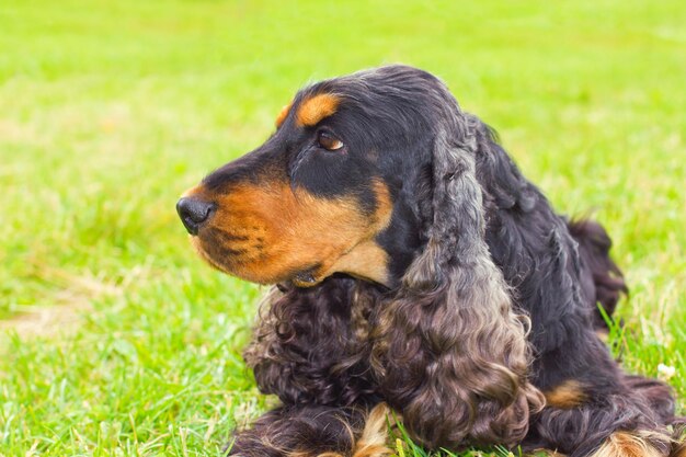 Chien de race épagneul