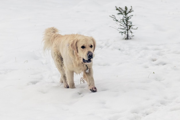Un chien de la race golden retriever se promène dans la neige dans le parc en hiver