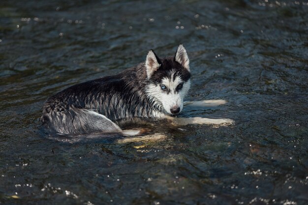 Chien de race Husky avec des yeux multicolores dus à l'hétérochromie.