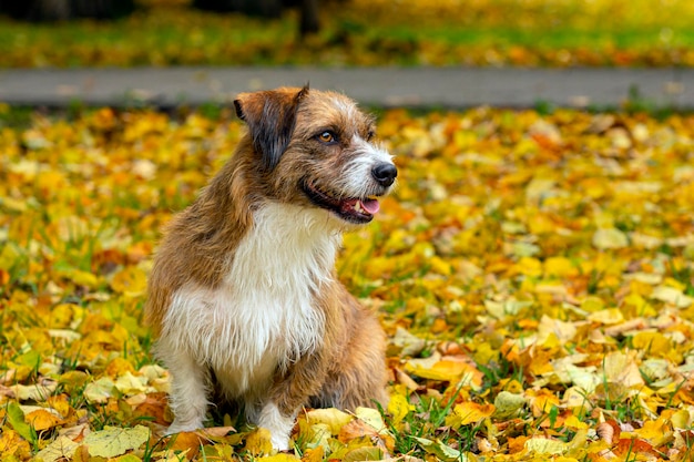 Chien de race inconnue sur fond de feuilles mortes. Fermer.