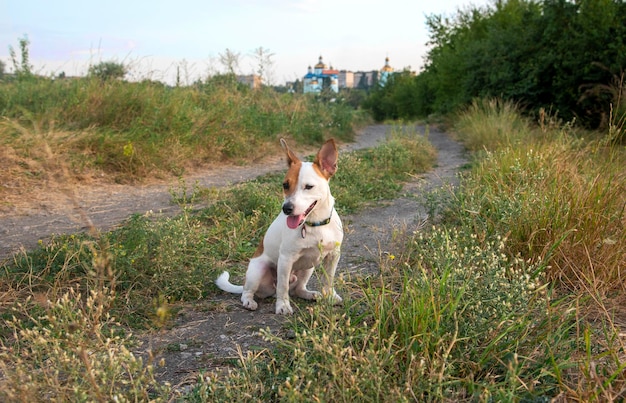 Un chien de la race Jack Russell Terrier est assis sur un chemin dans un collier vert regarde sur le côté avec une bouche ouverte sur le fond d'une cathédrale bleue skya bleu et de l'herbe verte et des arbres