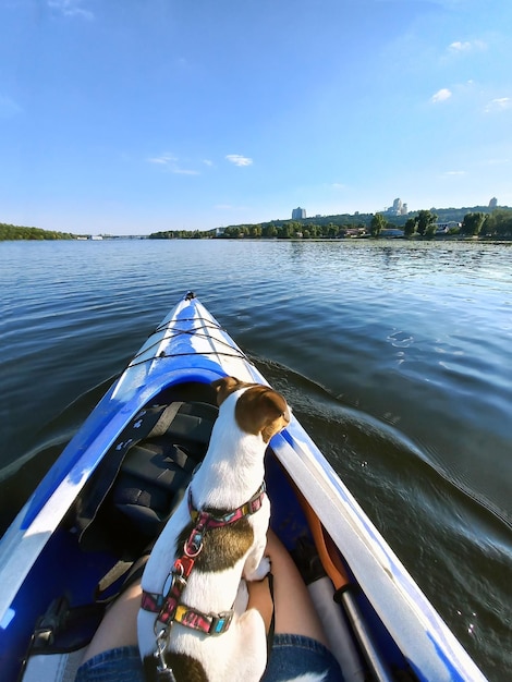 Un chien de la race Jack Russell terrier flotte sur la rivière dans un bateau sur les jambes d'une fille