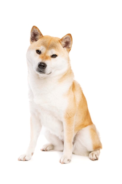 Chien de race japonaise Shiba Inu