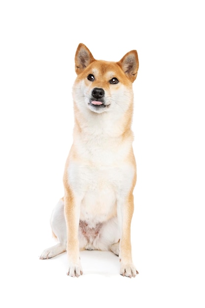 Chien de race japonaise Shiba Inu