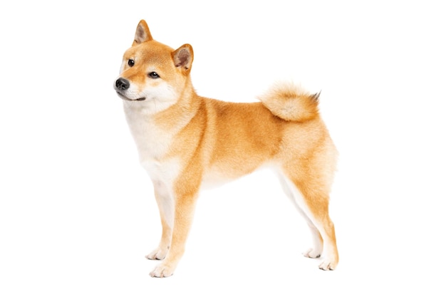 Chien de race japonaise Shiba Inu