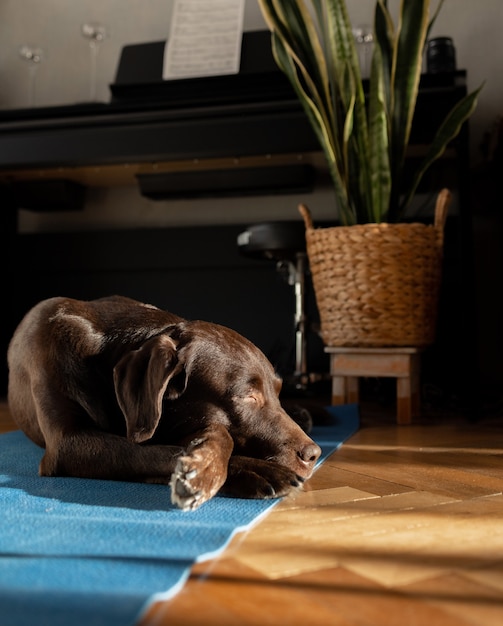 Chien De Race Labrador Chocolat Allongé Sur Le Tapis à La Maison Beau Chien Calme à La Maison En Attente De Son