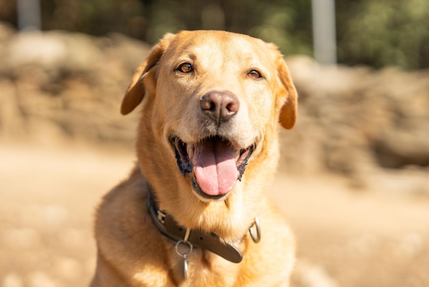 Chien de race Labrador avec une expression d'attention dans un parc