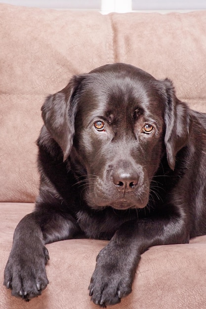 Un chien de la race Labrador retriever se trouve sur un canapé marron Un animal un animal de compagnie à la maison