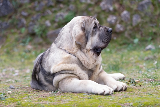 Chien de race mastiff espagnol avec manteau de couleur cub allongé sur l'herbe