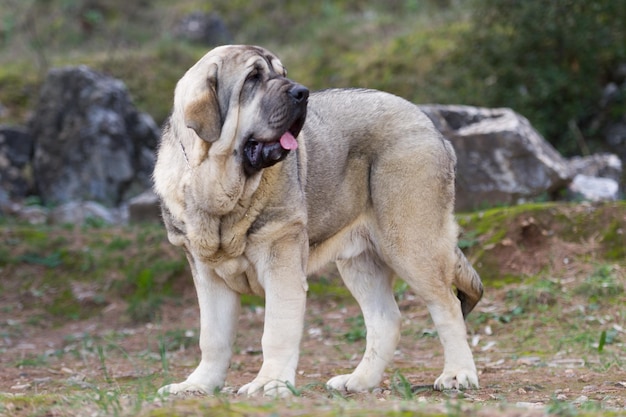 Chien de race mastiff espagnol avec manteau de couleur cub debout sur l'herbe