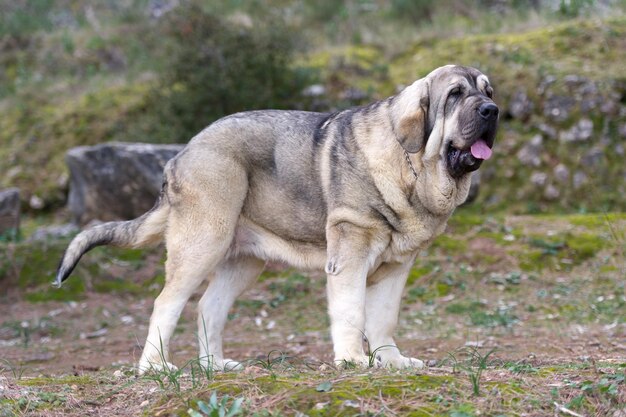 Chien de race mastiff espagnol avec manteau de couleur cub debout sur l'herbe