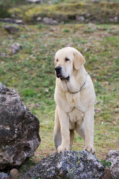 Chien de race mastiff espagnol avec un manteau de couleur jaune debout sur l'herbe