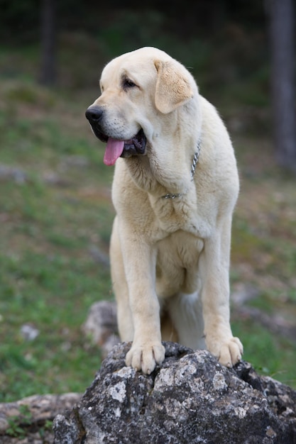 Chien de race mastiff espagnol avec un manteau de couleur jaune debout sur l'herbe