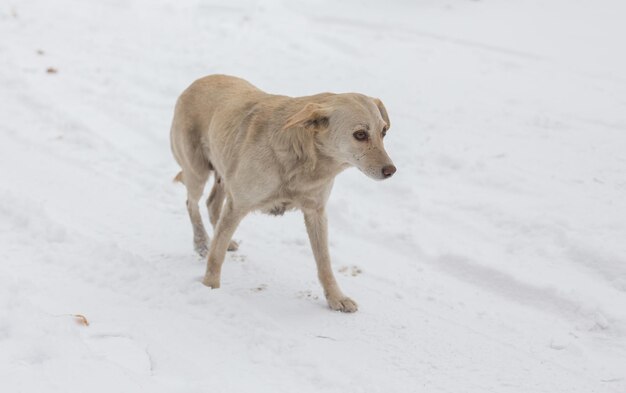 Chien de race mélangée qui aboie