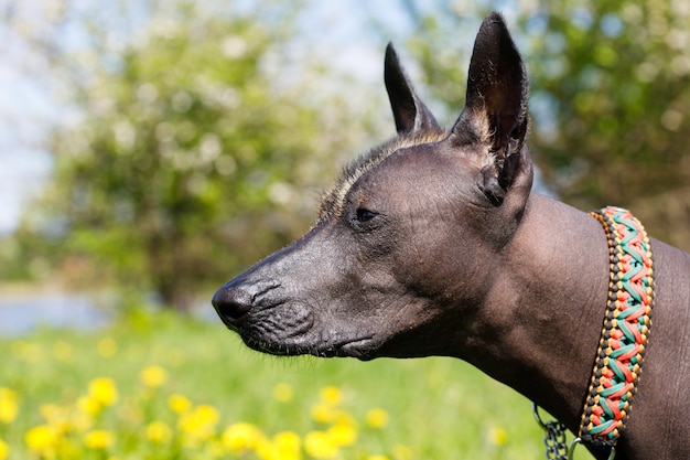 Chien de race mexicaine nue dans la nature. photo de haute qualité