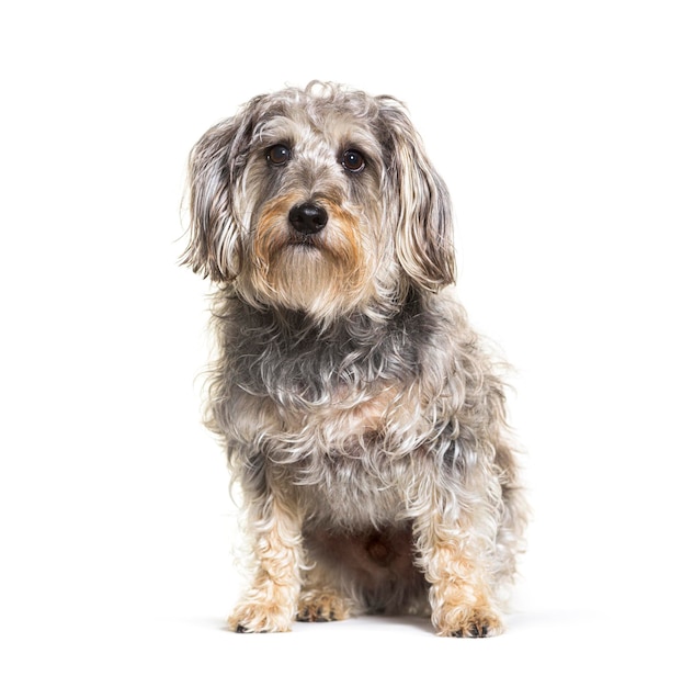 Photo un chien de race mixte assis devant un fond blanc