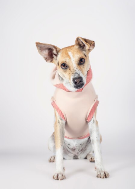 Chien de race mixte assis sur fond blanc avec un regard tendre vers la caméra en attente d'être adopté. Concept d'adoption.