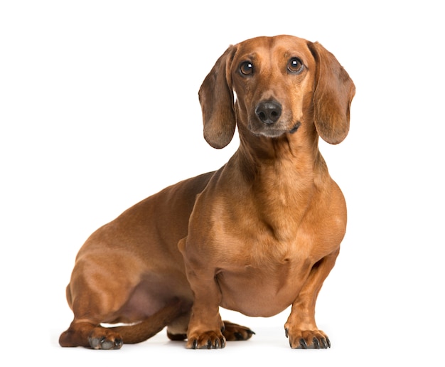 Chien de race mixte assis et regardant la caméra