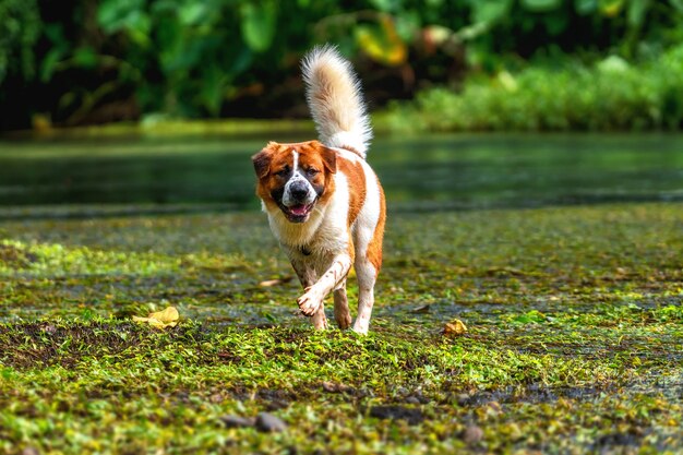 Le chien de race mixte en brun avec la couleur blanche debout