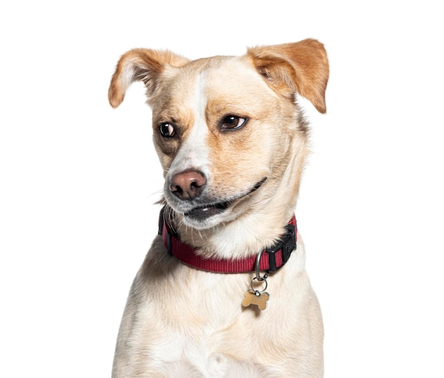 Chien de race mixte avec un collier rouge sur un fond blanc