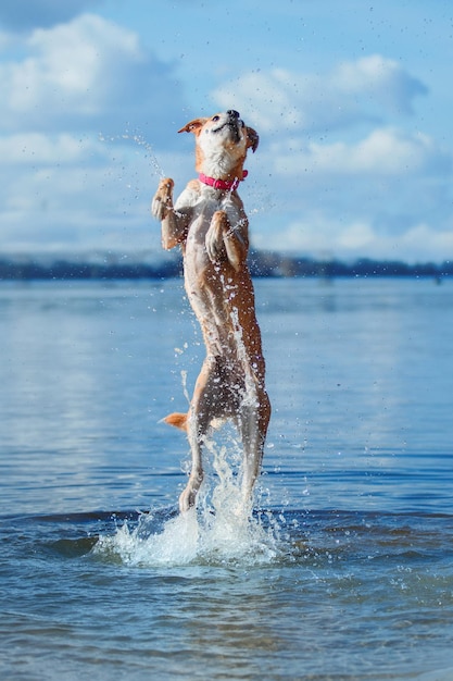 Un chien de race mixte dans l'eau. Chien qui joue. Chien mignon. Animal de compagnie drôle. Adoption d'animaux de compagnie.