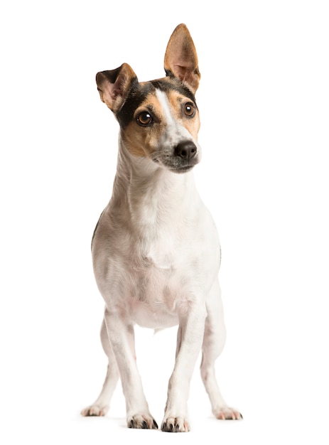 Photo chien de race mixte debout devant la caméra