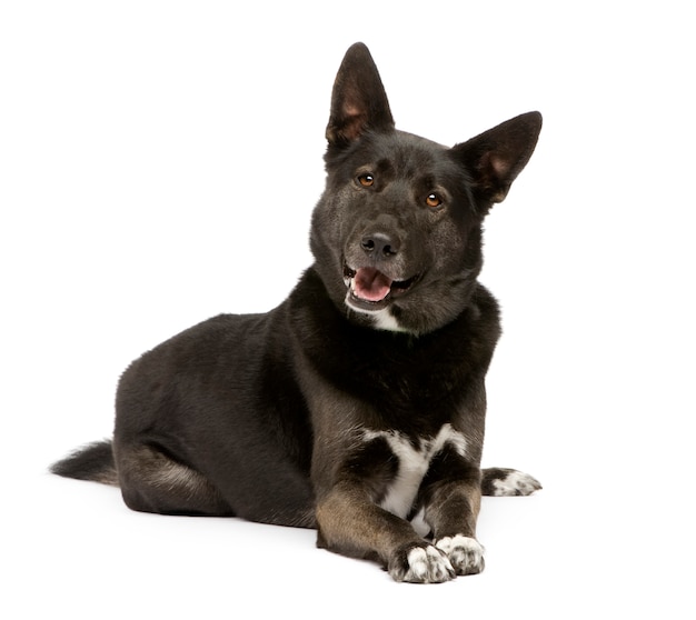 Chien de race mixte entre berger allemand et husky avec 3 ans.