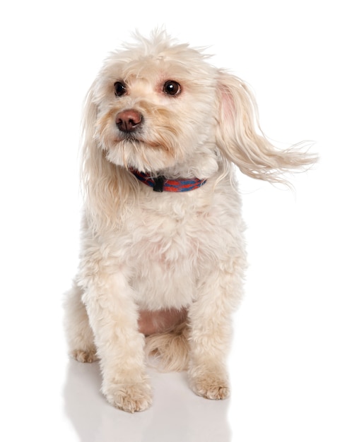 Chien de race mixte entre un maltais et un coton de tuléar à 5 ans. Portrait de chien isolé