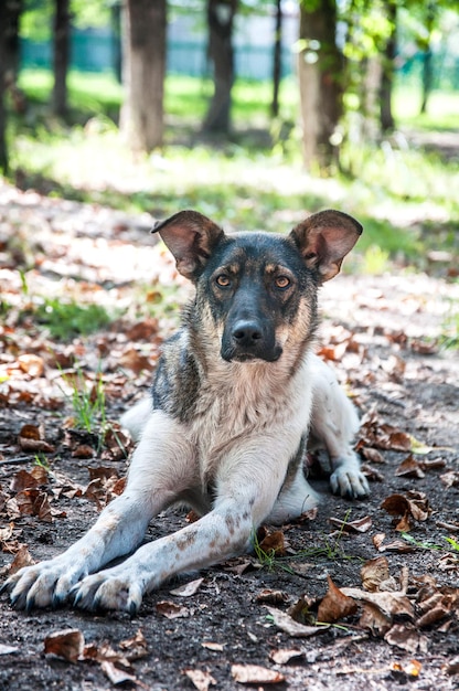 Un chien de race mixte errant allongé sur le sol en regardant la caméra