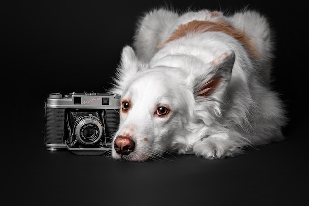 Chien de race mixte sur fond noir en studio